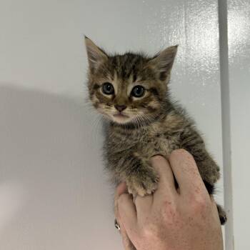 Domestic Short Hair Cats Available for Adoption in Cabot, Arkansas - Pork Chop | PetCurious