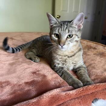 Stan -  Domestic Short Hair Cat Available for Adoption in Union, Missouri - Stan | PetCurious