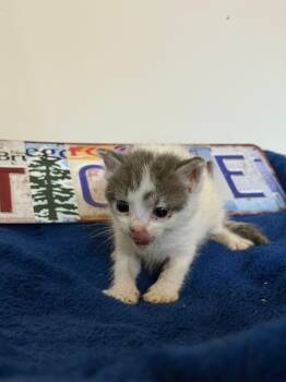 Rescue Tabby Cats for Adoption in Miami, Florida - Nymeriel | PetCurious