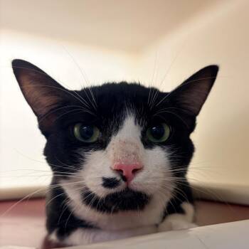 Domestic Short Hair Cats Available for Adoption in Harrisonburg, Virginia - Raulito | PetCurious