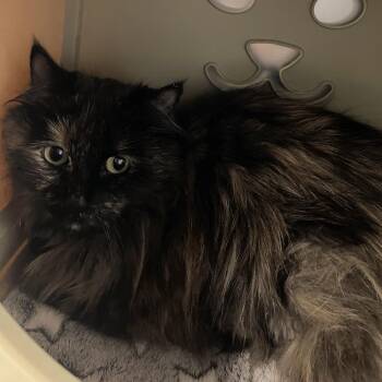 Domestic Long Hair Cats Available for Adoption in Kansas City, Kansas - Kibben | PetCurious