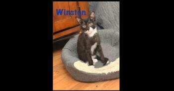 Winston -  Domestic Short Hair Cat for Adoption in Ruskin, Florida - Winston | PetCurious