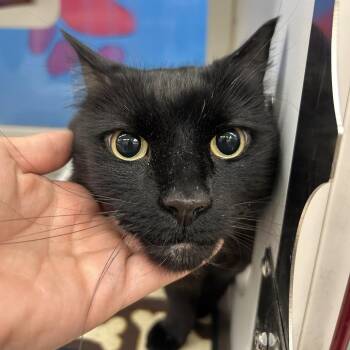 Bo -  Domestic Medium Hair Cat for Adoption in Cheyenne, Wyoming - Bo | PetCurious