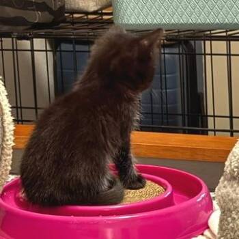 Domestic Short Hair Cats Available for Adoption in Austin, Texas - Walnut Brownie 4 | PetCurious