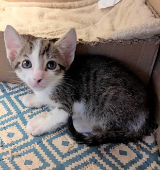 Domestic Short Hair Cats Available for Adoption in Seven Valleys, Pennsylvania - Money Laundering (Mo) | PetCurious