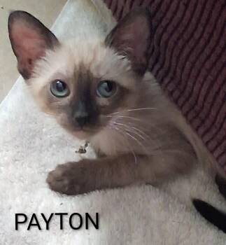 Payton -  Domestic Short Hair Cat for Adoption in Redondo Beach, California - Payton | PetCurious
