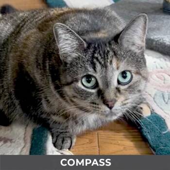 Compass -  Domestic Short Hair Cat for Adoption in Toronto, Ontario - Compass | PetCurious