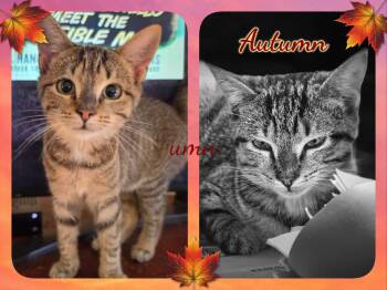 Autumn -  Domestic Short Hair Cat for Adoption in Corinth, New York - Autumn | PetCurious