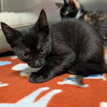 Grouper -  Domestic Short Hair Cat for Adoption in Titusville, Florida - Grouper | PetCurious