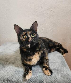 Rescue Tortoiseshell Cats for Adoption in High Ridge, Missouri - Francis “Frannie” | PetCurious