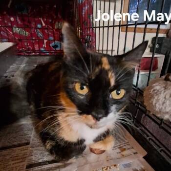 Jolene May (Mother) -  Domestic Short Hair Cat for Adoption in Aldie, Virginia - Jolene May (Mother) | PetCurious