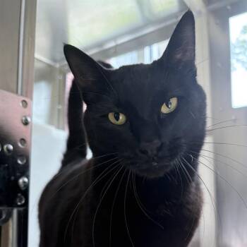 KACE -  Domestic Short Hair Cat for Adoption in Barnstable, Massachusetts - KACE | PetCurious