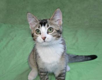 Domestic Short Hair and Tiger Cats Available for Adoption - Adeline | PetCurious