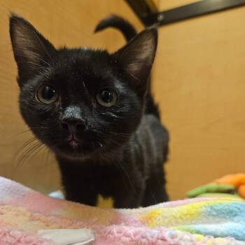 Rescue Domestic Short Hair Cats for Adoption in Grantsville, Utah - Toothless | PetCurious