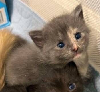 Maeve -  Domestic Medium Hair Cat for Adoption in Urbandale, Iowa - Maeve | PetCurious