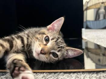 Bobby -  Domestic Short Hair Cat for Adoption in Hudson, New Hampshire - Bobby | PetCurious