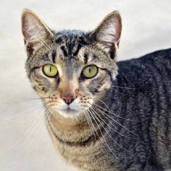 Leo -  Domestic Short Hair and Tiger Cat for Adoption in Sanford, Florida - Leo | PetCurious