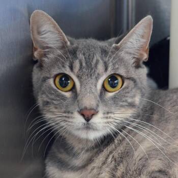 Momma Kat -  Domestic Short Hair and Tiger Cat for Adoption in Sanford, Florida - Momma Kat | PetCurious