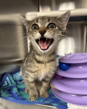 Radford Highlander -  Domestic Short Hair Cat for Adoption in Richmond, Virginia - Radford Highlander | PetCurious