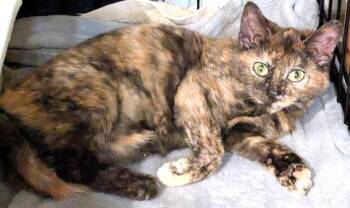 Domestic Short Hair Cats Available for Adoption - Summer | PetCurious