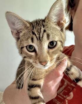 Brass Knuckles -  Tabby and Domestic Short Hair Cat for Adoption in Harrisburg, Pennsylvania - Brass Knuckles | PetCurious
