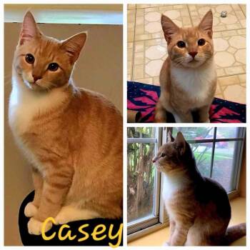Casey -  Domestic Short Hair Cat for Adoption in Bowie, Maryland - Casey | PetCurious