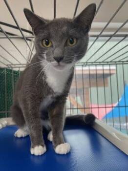 Domestic Short Hair Cats Available for Adoption in Key West, Florida - Gerty | PetCurious