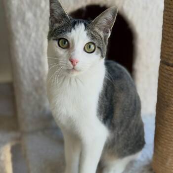 Fable -  Domestic Short Hair Cat Available for Adoption in Alexandria, Virginia - Fable | PetCurious