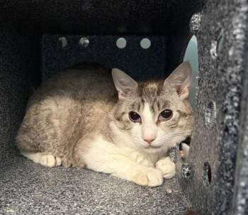Bebe -  Domestic Short Hair Cat for Adoption - Bebe | PetCurious