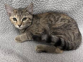 Bramble -  Domestic Short Hair Cat for Adoption in Madison, Georgia - Bramble | PetCurious