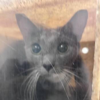 Pearlina -  Domestic Short Hair Cat for Adoption in Philadelphia, Pennsylvania - Pearlina | PetCurious