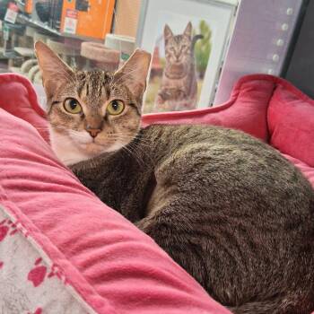 Domestic Short Hair Cats Available for Adoption in St. Cloud, Florida - Twinkle | PetCurious