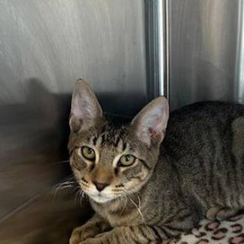 Billy Goat -  Domestic Short Hair Cat for Adoption in Knoxville, Tennessee - Billy Goat | PetCurious