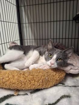 LUCA -  Domestic Short Hair Cat for Adoption in Ironwood, Michigan - LUCA | PetCurious