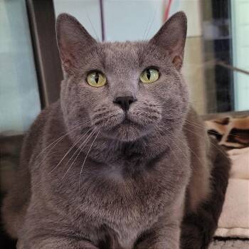 Domestic Short Hair Cats Available for Adoption - Luna | PetCurious