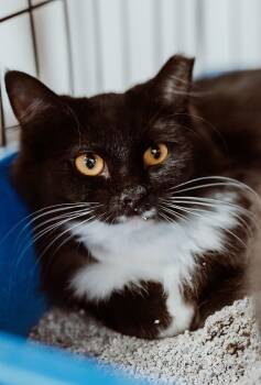 Domestic Long Hair Cats Available for Adoption in Le Mars, Iowa - Tuxie | PetCurious
