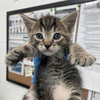 Domestic Short Hair Cats Available for Adoption - Pookie Bear | PetCurious