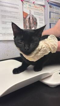 Garrett -  Domestic Short Hair Cat Available for Adoption in New Braunfels, Texas - Garrett | PetCurious