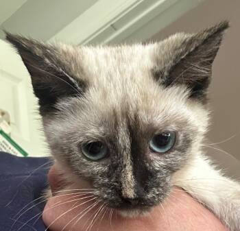 Rescue Siamese Cats for Adoption in Cumming, Georgia - Trouble | PetCurious