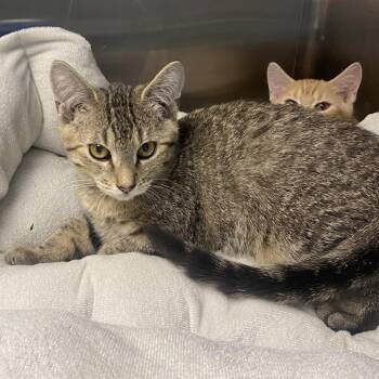 Enzo -  Domestic Short Hair Cat for Adoption in Wadena, Minnesota - Enzo | PetCurious