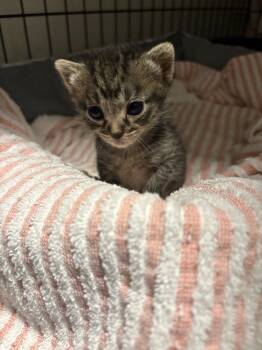 Rescue Tabby and Domestic Short Hair Cats for Adoption in Dallas, Texas - Sandy | PetCurious