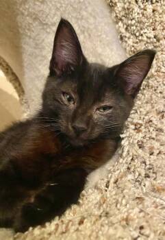 Augustus -  Domestic Short Hair Cat for Adoption in Vallejo, California - Augustus | PetCurious