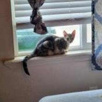 Domestic Short Hair Cats Available for Adoption in Liverpool, Texas - Twin | PetCurious