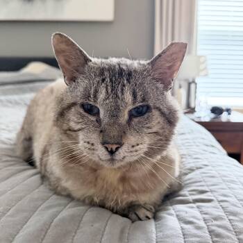 Rufus -  Domestic Short Hair Cat for Adoption in New Berlin, Wisconsin - Rufus | PetCurious
