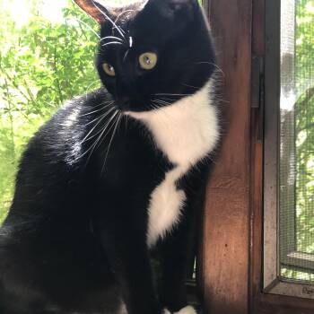 Largely, the putty head-bonker you really need to get off your c -  Domestic Short Hair Cat for Adoption in Gardiner, New York - Largely, The Putty Head-bonker You Really Need To Get Off Your C | PetCurious