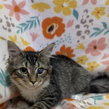Harley -  Domestic Medium Hair Cat for Adoption in Anderson, South Carolina - Harley | PetCurious