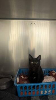 Callista -  Domestic Short Hair and Siamese Cat for Adoption in Sacramento, California - Callista | PetCurious