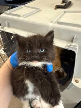 Domestic Medium Hair Cats Available for Adoption in Woodland, California - *NORI | PetCurious