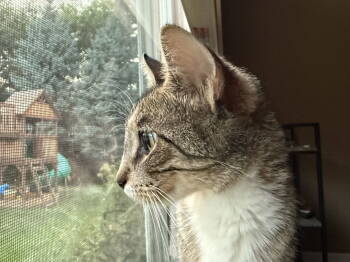 Rescue Domestic Short Hair Cats for Adoption in Elgin, Illinois - EVELYN | PetCurious