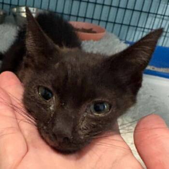 Ember -  Domestic Short Hair Cat for Adoption in Gordonsville, Tennessee - Ember | PetCurious